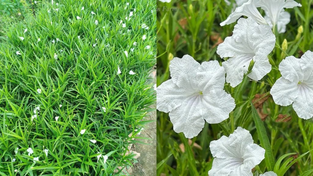 Hoa Chiều Trắng 3