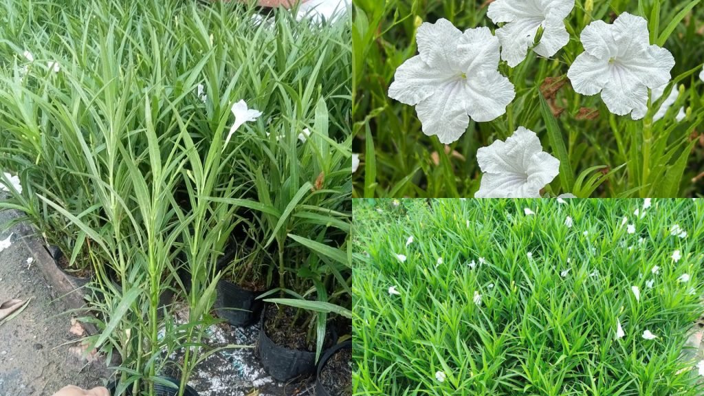 Hoa Chiều Trắng