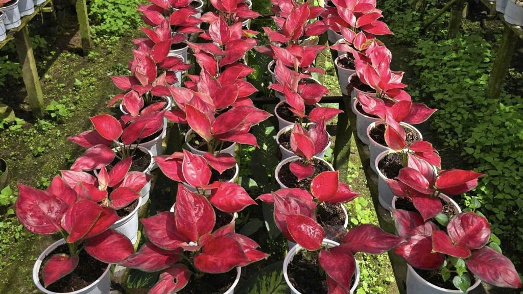 Cây Vạn Lộc Đỏ Lá Tròn 2