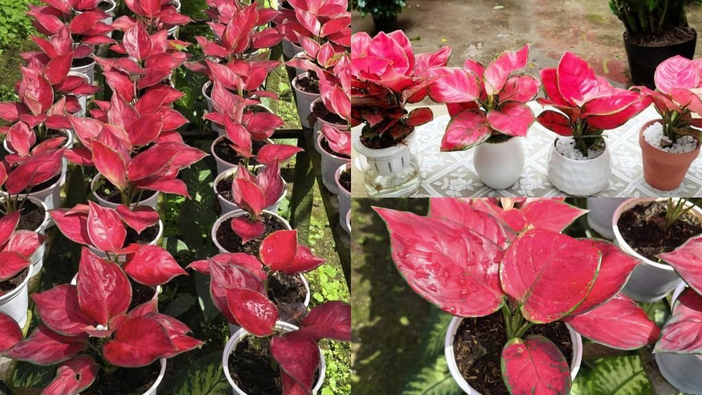 Cây Vạn Lộc Đỏ Lá Tròn