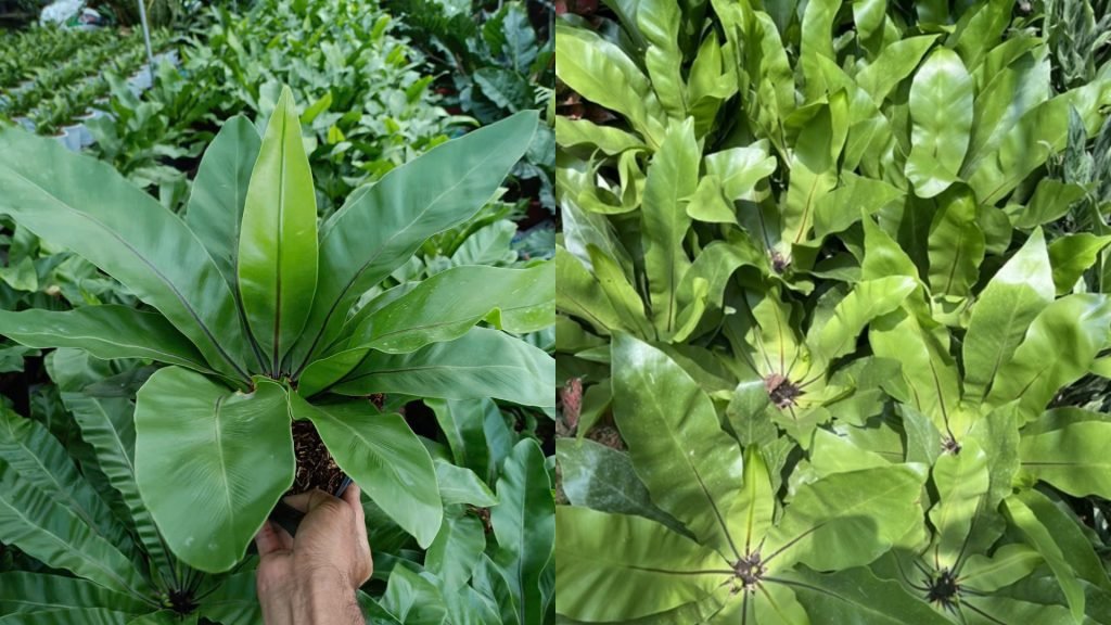 Cây Ráng Ổ Phụng