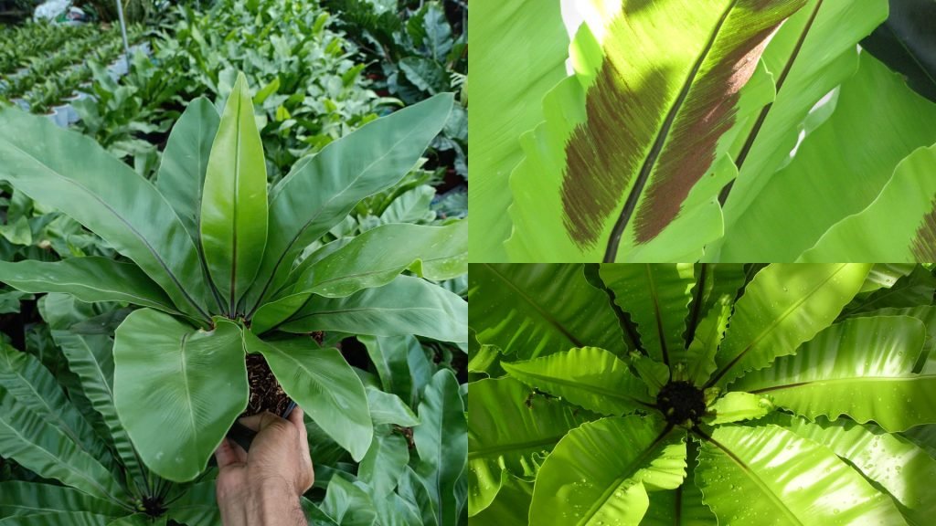 Cây Ráng Ổ Phụng 2