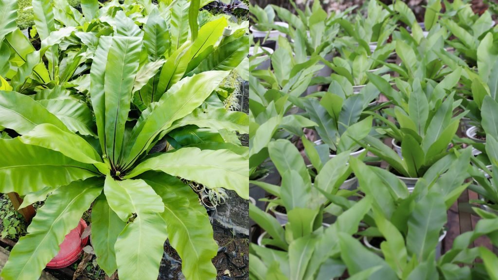Cây Ráng Ổ Phụng 3
