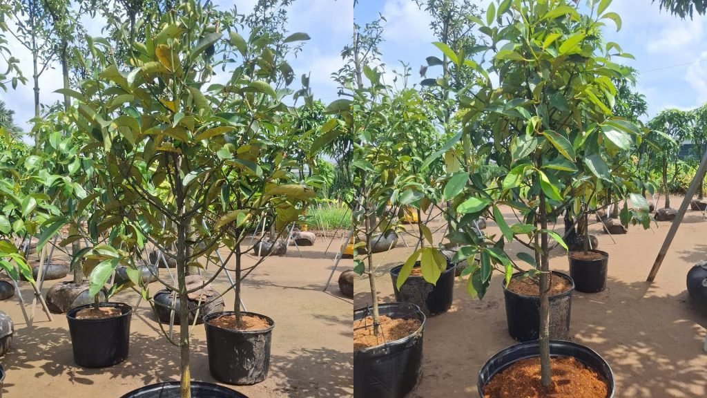 Cây Măng Cụt Thái 3
