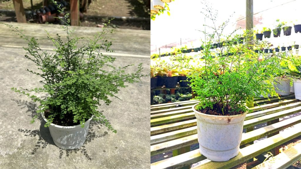 Cây Tóc Thần Vệ Nữ 2