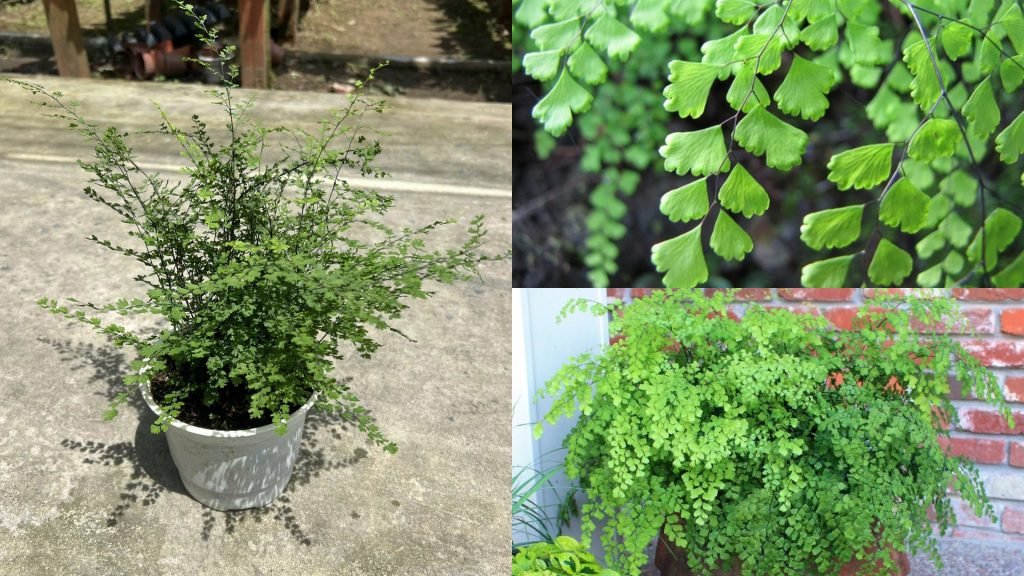Cây Tóc Thần Vệ Nữ