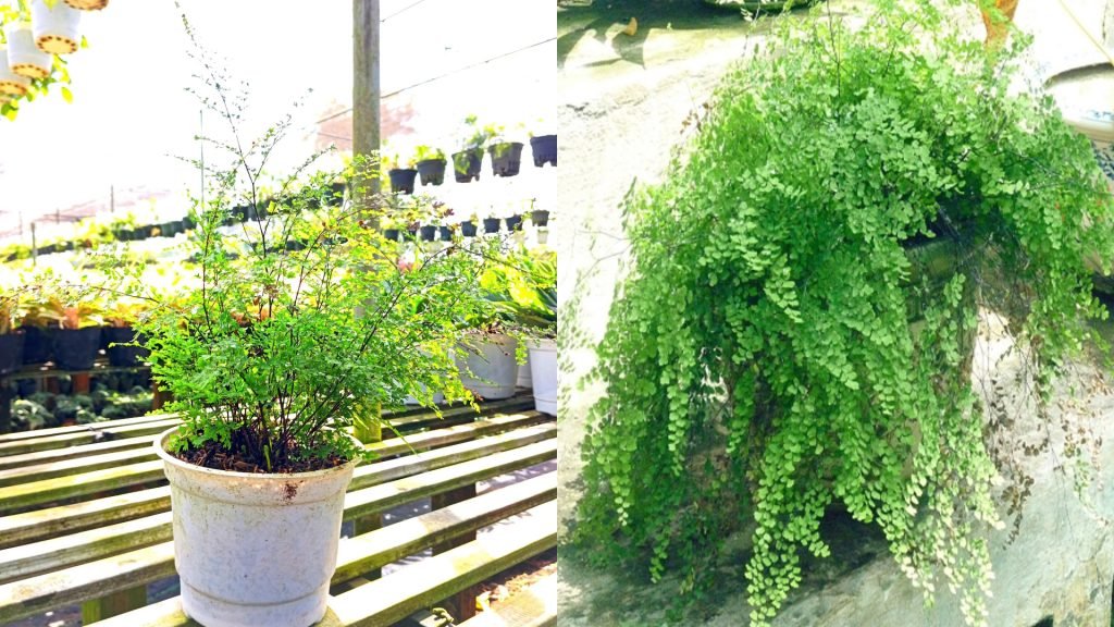 Cây Tóc Thần Vệ Nữ 3