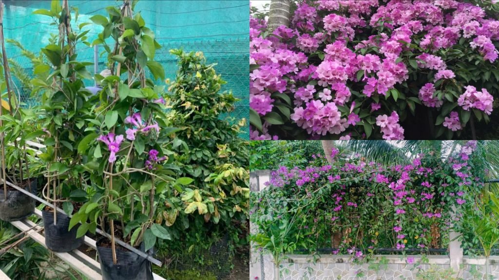 Hoa Lan Tỏi