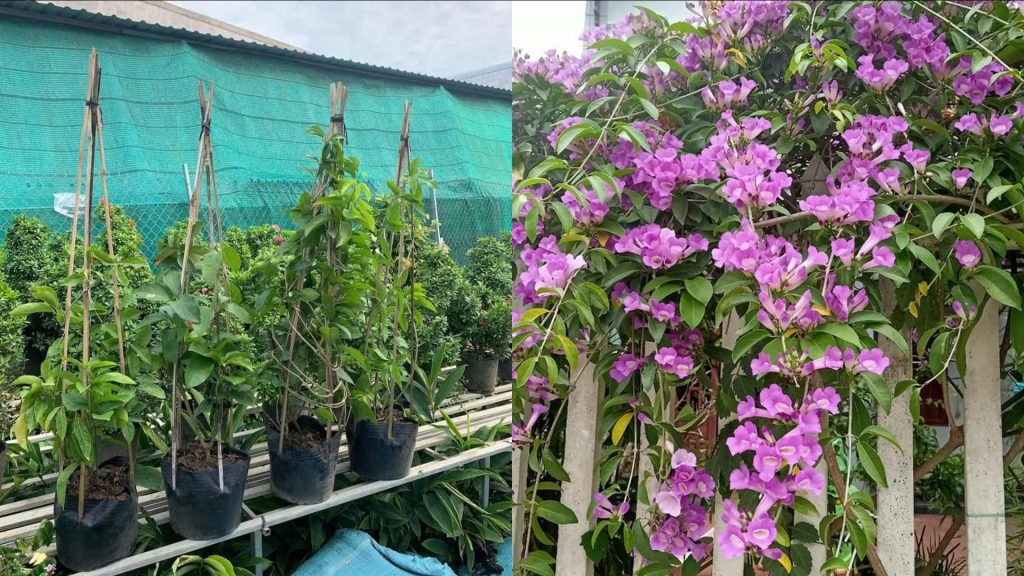 Hoa Lan Tỏi 3