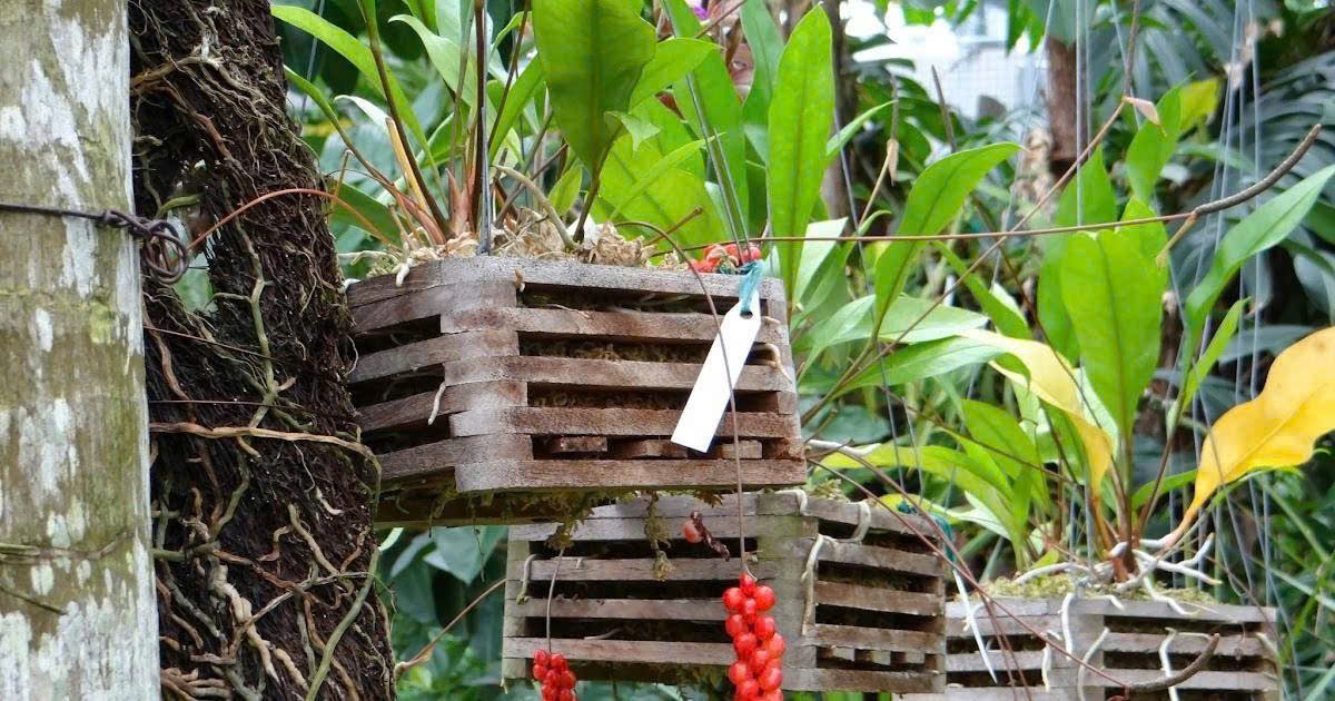 Cây Kim Ngân Lượng Treo 3