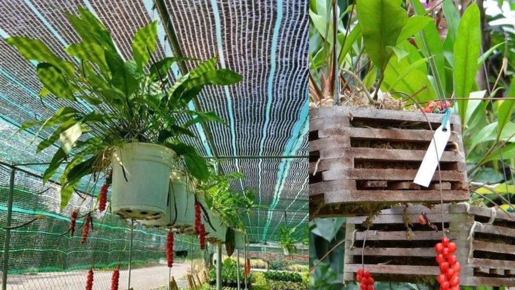 Cây Kim Ngân Lượng Treo