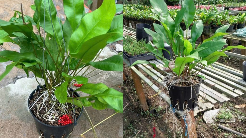 Cây Kim Ngân Lượng Treo 2