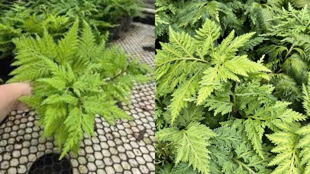 Cây Dương Xỉ Tùng 3