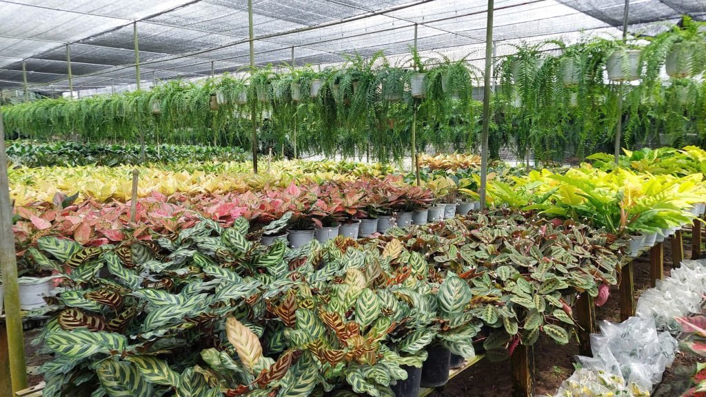 Cây Dương Xỉ Thòng 3