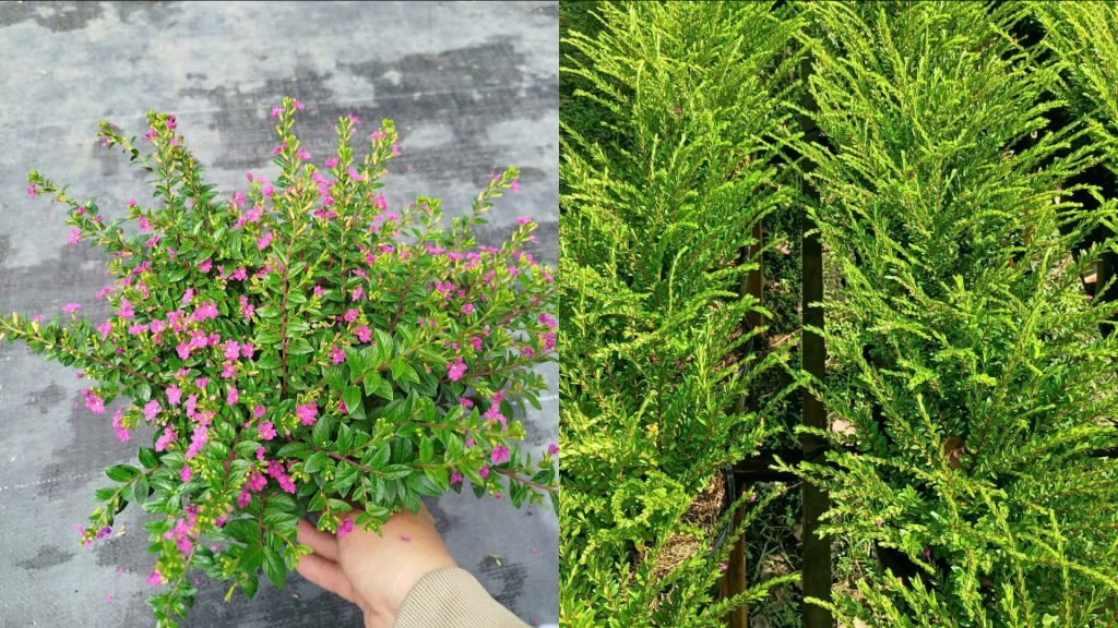 Hoa Cẩm Tú Mai Siêu Bông 2