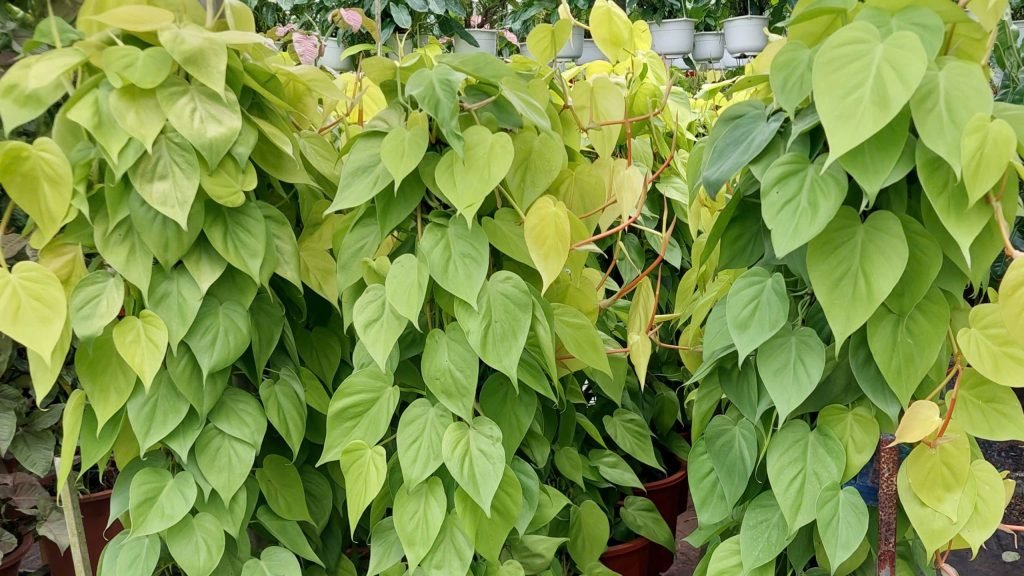 Cây Trầu Bà Thái Vàng Cột 3