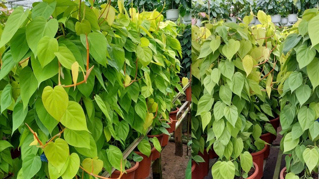 Cây Trầu Bà Thái Vàng Cột 2