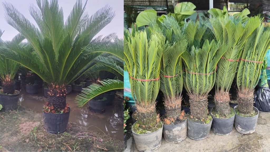 Cây Vạn Tuế 3