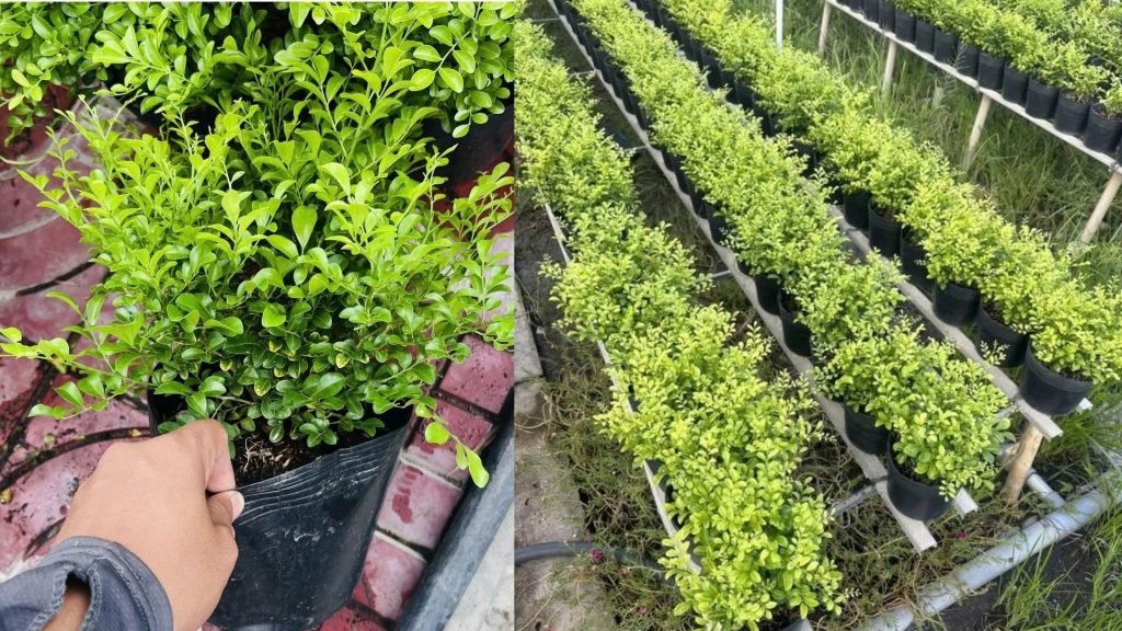 Cây Nguyệt Quế Thái 2