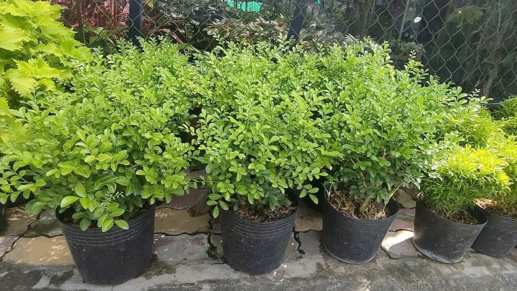 Cây Nguyệt Quế Thái 3