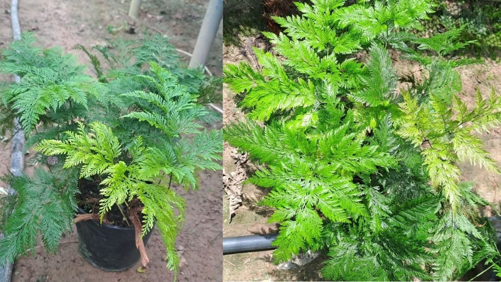 Cây Dương Xỉ Gạc Nai 2