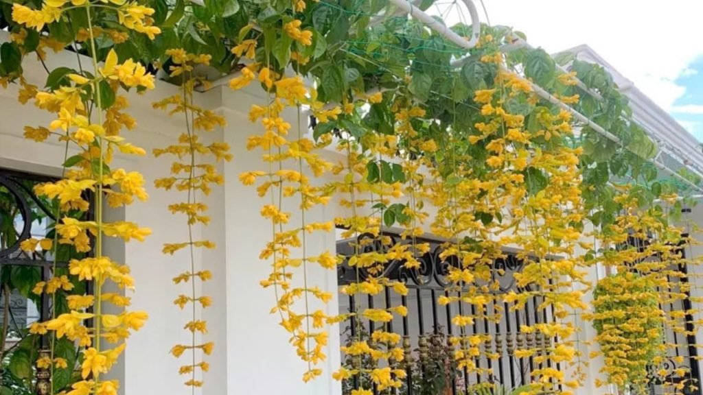 Hoa Lan Hoàng Dương 3