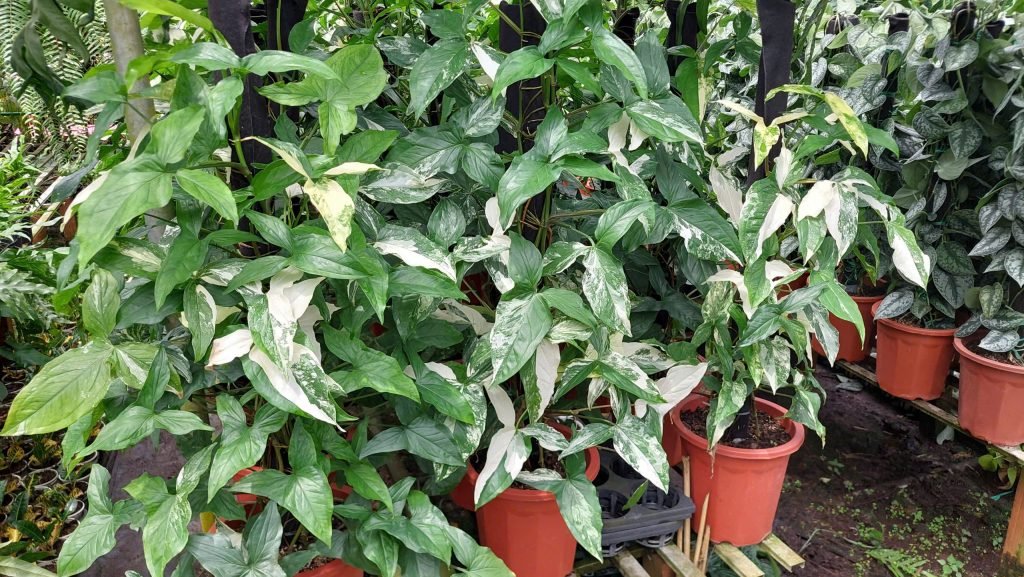 Cây Trầu Bà Én Bạc Var 2
