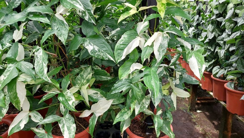 Cây Trầu Bà Én Bạc Var 3