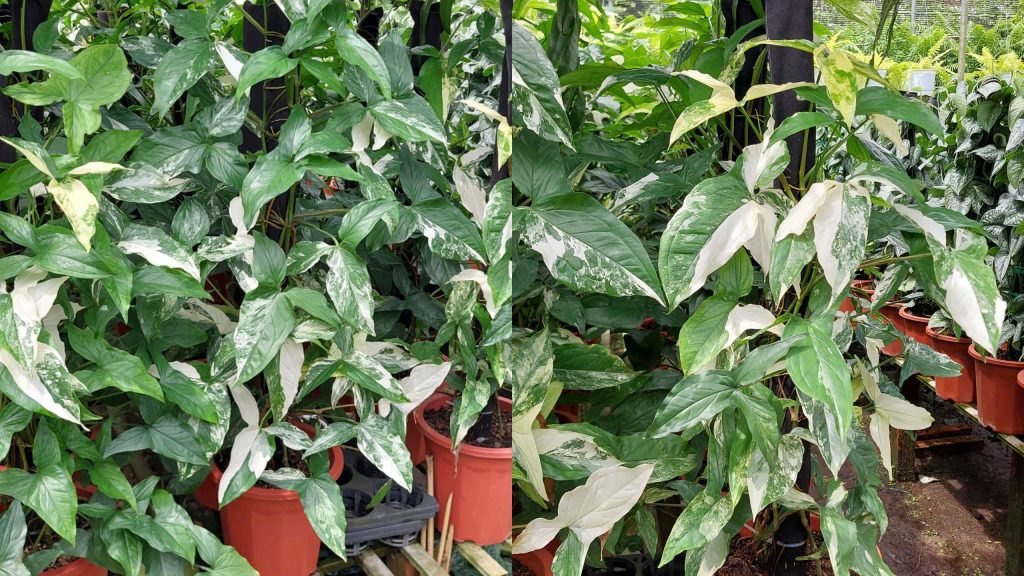Cây Trầu Bà Én Bạc Var