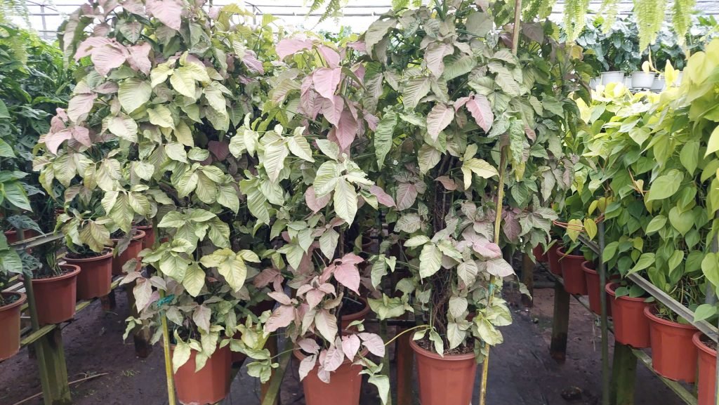 Cây Trầu Bà Hồng Cột 2