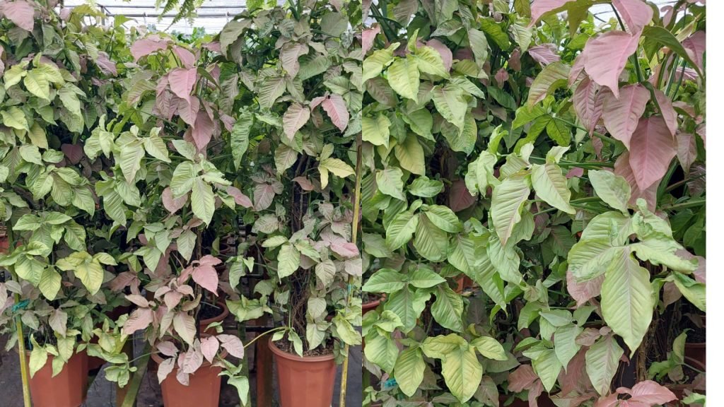 Cây Trầu Bà Hồng Cột