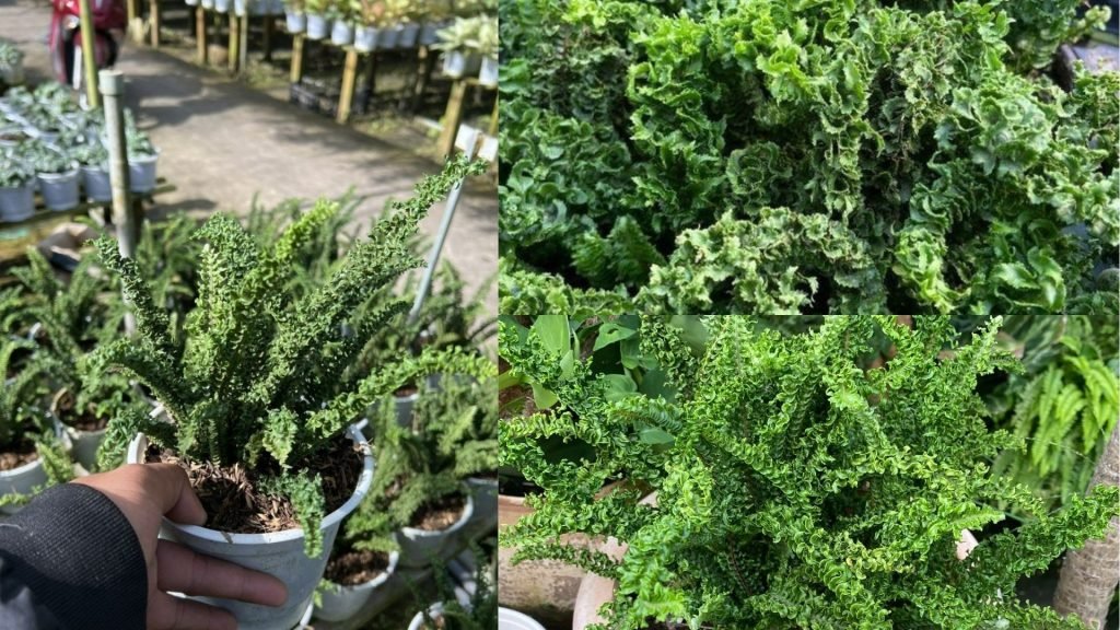 Cây Dương Xỉ Tóc Tiên