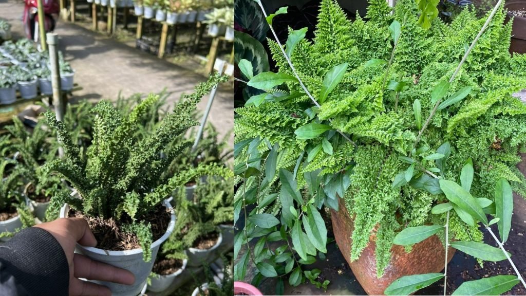 Cây Dương Xỉ Tóc Tiên 3