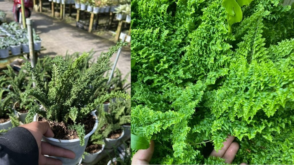 Cây Dương Xỉ Tóc Tiên 2