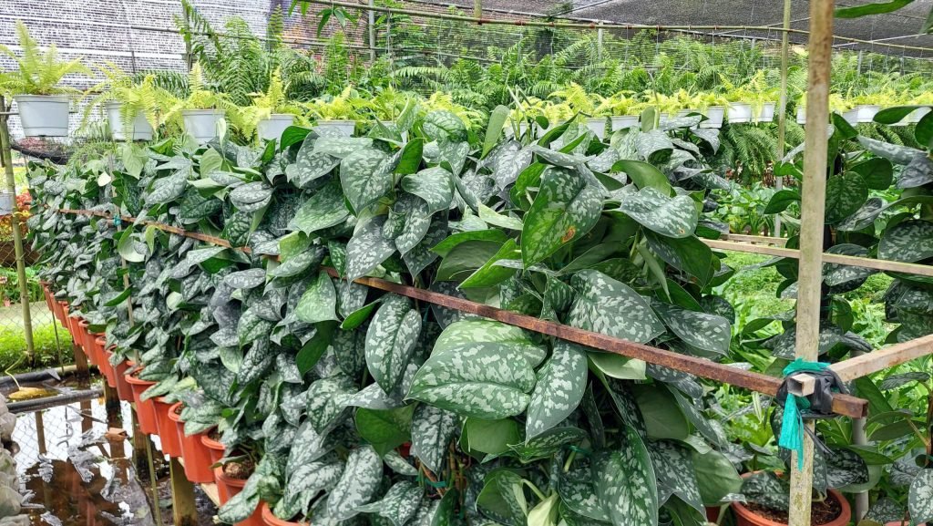 Cây Trầu Bà Lụa Cột 2