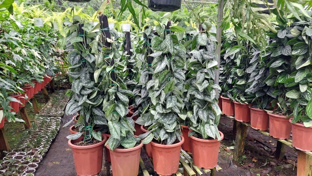 Cây Trầu Bà Lụa Cột 3