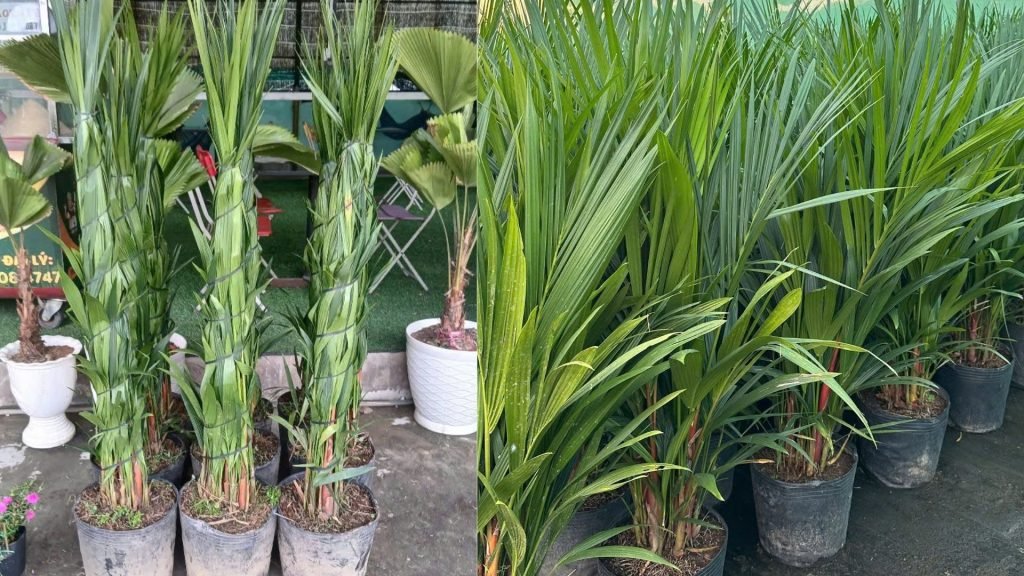 Cây Cau Bẹ Đỏ 3