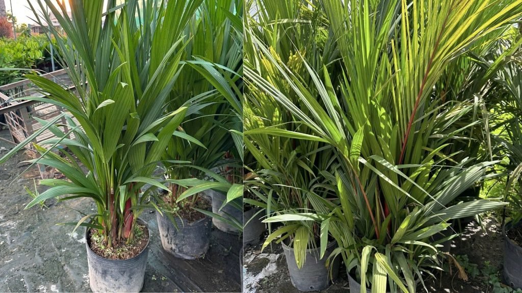 Cây Cau Bẹ Đỏ 2