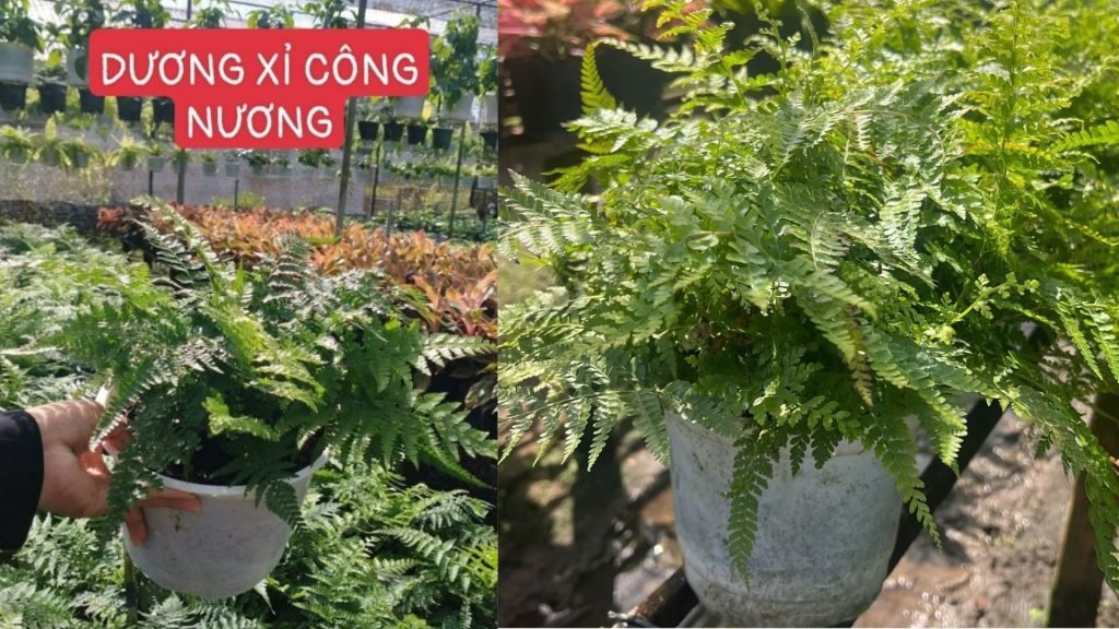 Cây Dương Xỉ Công Nương 3