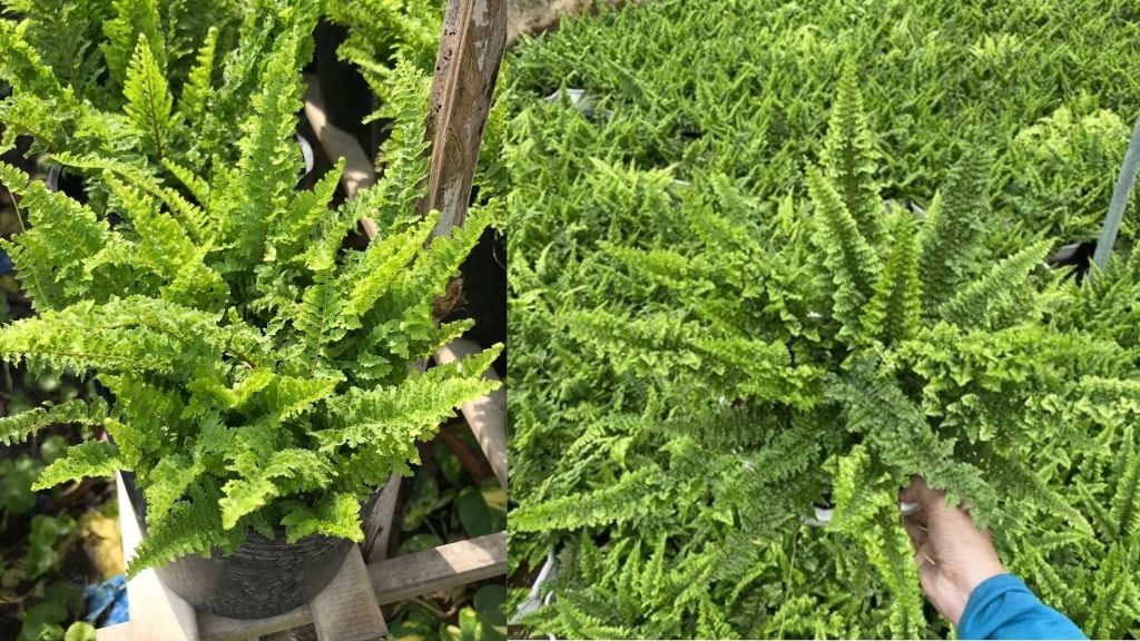 Cây Dương Xỉ Nhật 2