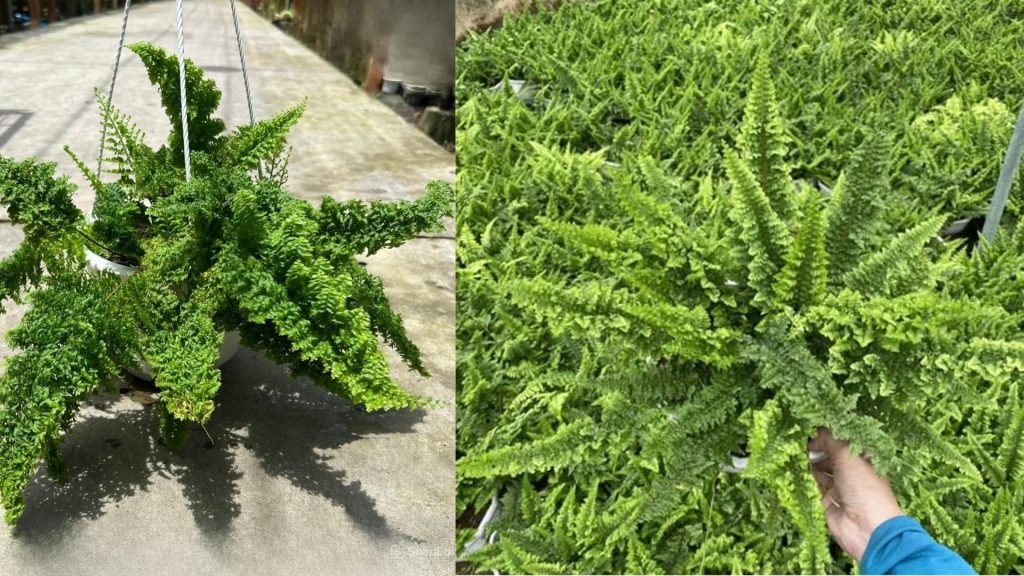 Cây Dương Xỉ Nhật 3