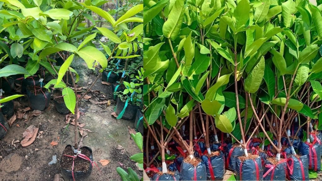 Cây Giống Mận An Phước 3