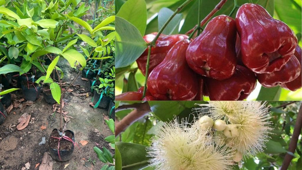 Cây Giống Mận An Phước 2