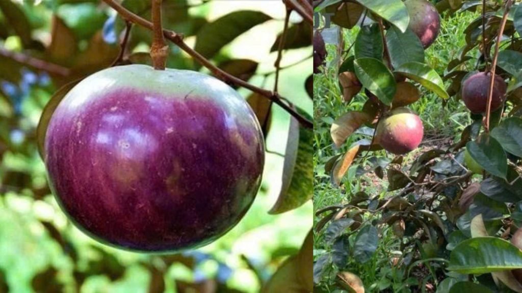 Cây Giống Vú Sữa Mica 3