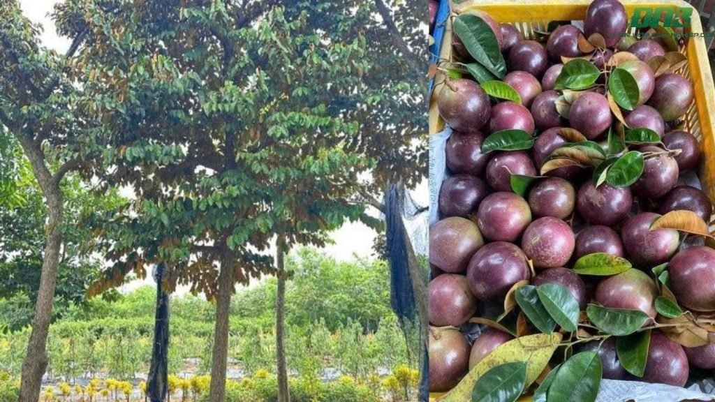 Cây Giống Vú Sữa Mica 2