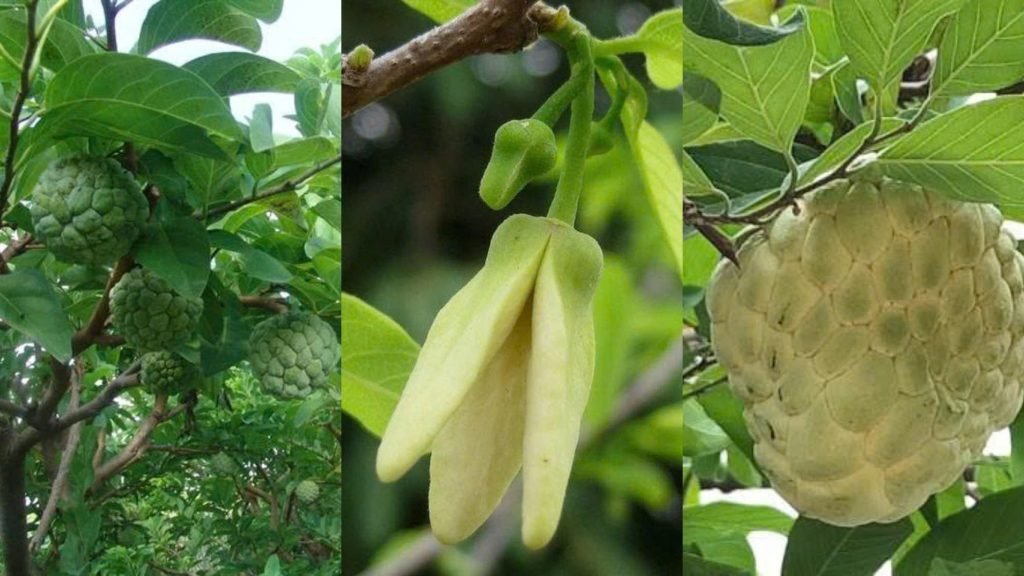 Cây Giống Na Thái (Mãng Cầu Thái) 2