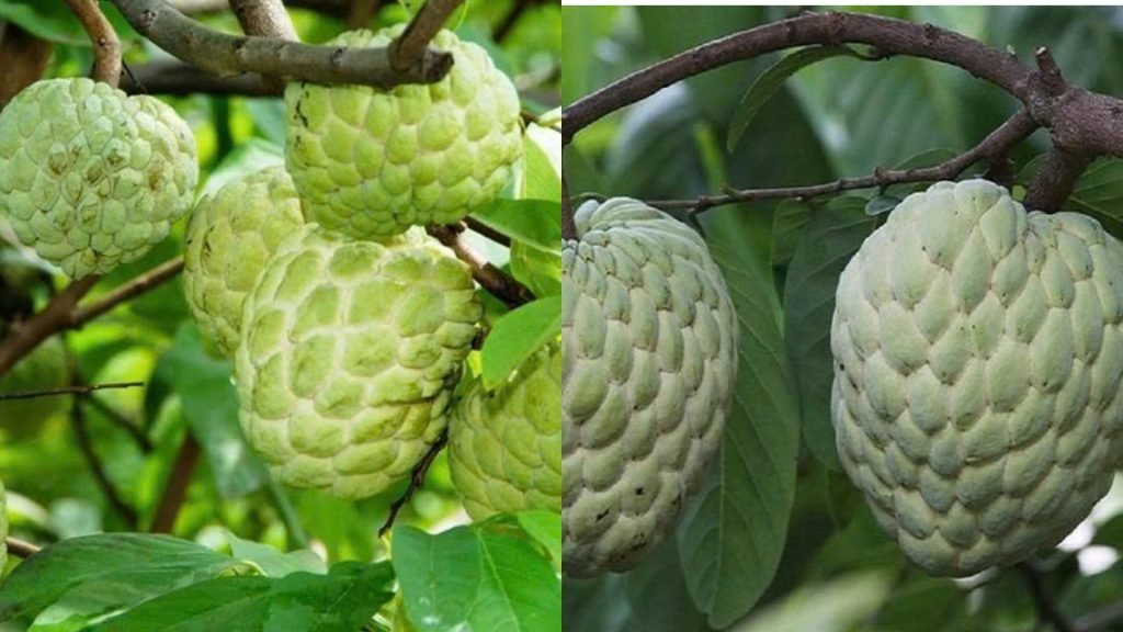 Cây Giống Na Thái (Mãng Cầu Thái) 3
