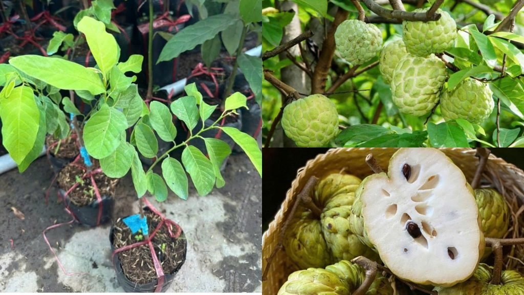 Cây Giống Na Thái (Mãng Cầu Thái)