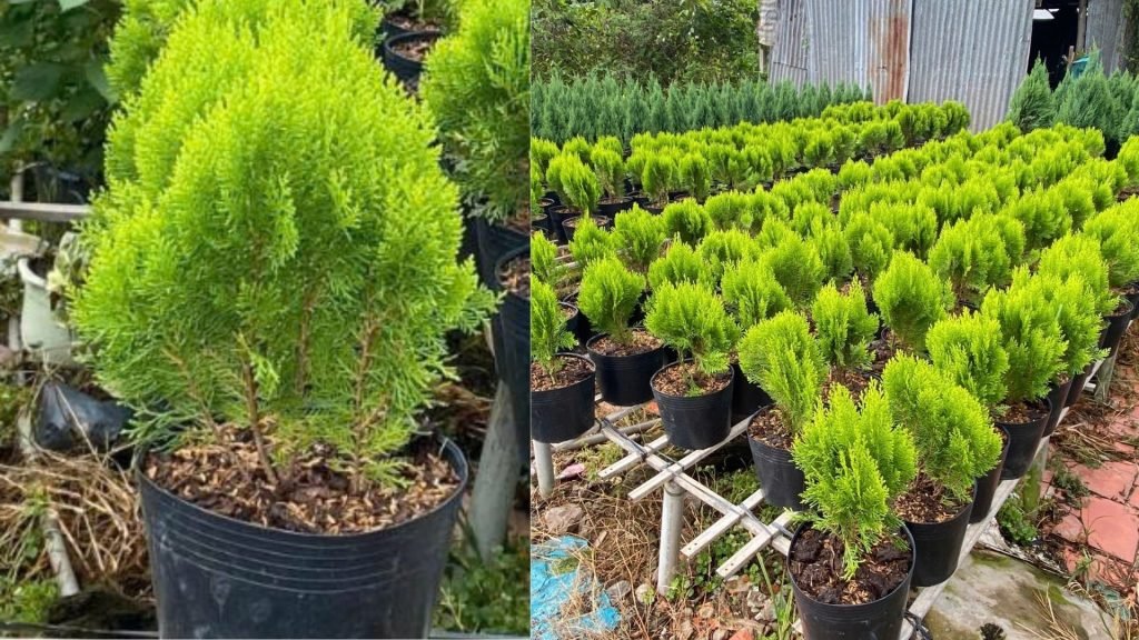 Cây Trắc Bách Diệp Tròn 3
