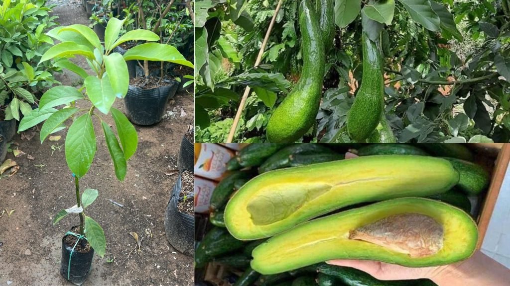 Cây Giống Bơ 034